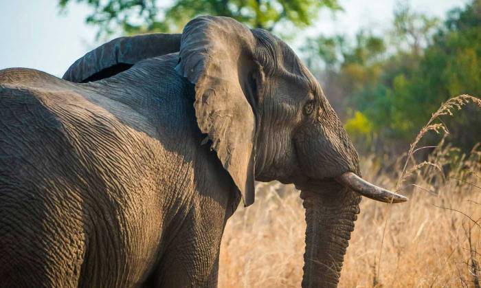 volunteer-in-victoria-falls-body-two